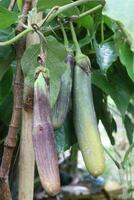 Brinjal on tree in farm for harvest photo