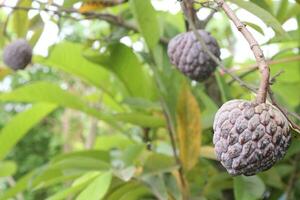 azúcar manzana en árbol en granja foto