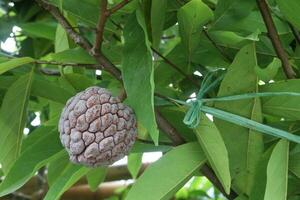 Sugar Apple on tree in farm photo