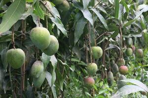 mango on tree in farm for harvest photo