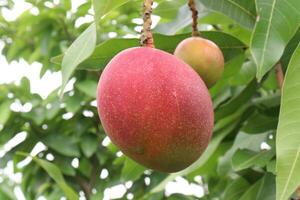 mango on tree in farm for harvest photo