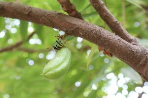 averrhoa bilimbi en árbol para cosecha foto