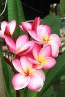 frangipani flower plant on farm photo