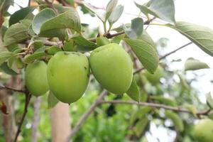 raw persimmon on tree in farm photo