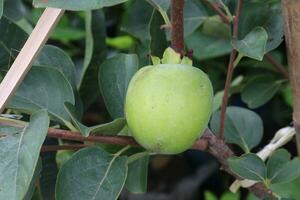raw persimmon on tree in farm photo