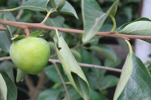 raw persimmon on tree in farm photo