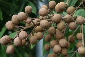 longan Fruta en árbol en granja foto