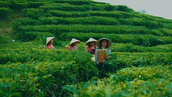 a group of tea garden farmers walk up to their friends with bamboo baskets before work video