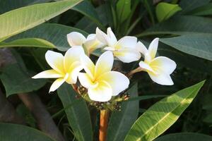 frangipani flower plant on farm photo