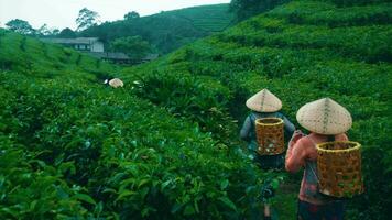 un grupo de té jardín agricultores fueron caminando hogar abajo el té montañas después refinamiento plantando té hojas video