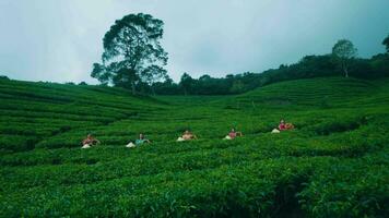 un' gruppo di tè giardino agricoltori in piedi nel il mezzo di un' letto di tè le foglie mentre indossare bambù cappelli video