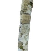 tree branch bark texture isolated on white background. photo