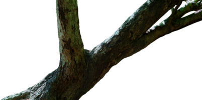 Old dead wood tree isolated png