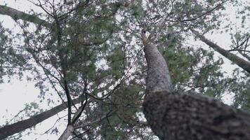 een groot boom dat stijgt hoog in de lucht met veel takken in de midden- van de Woud video