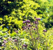 A purple Carduus Acanthoide flower. Also known as a spiny plumeless thistle. photo