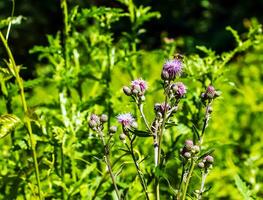 A purple Carduus Acanthoide flower. Also known as a spiny plumeless thistle. photo