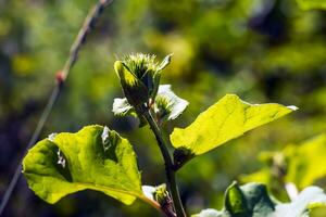 arctium lapa arctium lapa, mayor bardana, comestible bardana, lapa, mendigo botones, espinoso rebaba, o contento mayor es un eurasiático especies de plantas en el familia asteráceas. foto