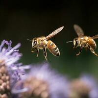 cerca arriba de miel abeja coleccionar polen en púrpura flor aislado en negro antecedentes. ai generativo foto