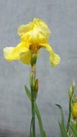 Iris pseudacorus. Yellow iris flower. Yellow iris flower on a gray background photo