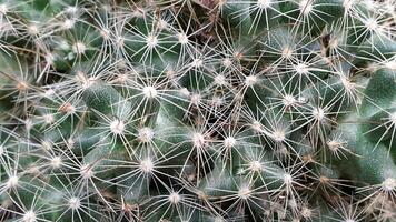 Cacti. Floral background from cacti. Cacti close-up photo