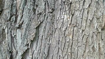 ladrar de un caduco árbol. antecedentes de áspero ladrar textura foto