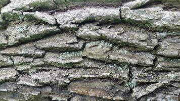 ladrar de un caduco árbol. antecedentes de áspero ladrar textura foto