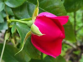 brote de un rojo Rosa. Rosa flor. floral antecedentes para saludo tarjeta foto