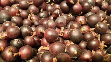 Gooseberry. Ripe dark gooseberries. Background of dark gooseberries. Ripe berries. Berry background photo