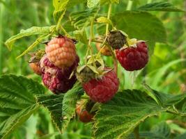 Raspberries. Bunch of raspberries. Ripe raspberry harvest photo