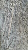 Bark of a deciduous tree. Background of rough bark texture photo