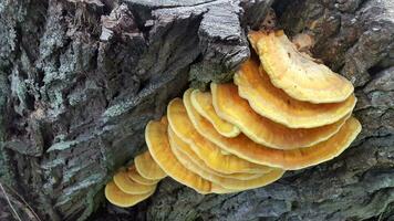 Parasitic mushrooms on a tree trunk. Mushrooms on a tree photo
