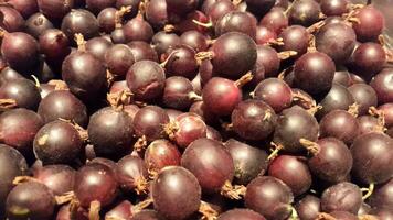 Gooseberry. Ripe dark gooseberries. Background of dark gooseberries. Ripe berries. Berry background photo
