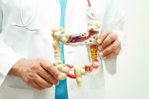 Intestine, doctor holding anatomy model for study diagnosis and treatment in hospital. photo