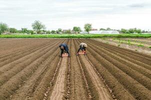 kherson oblast, Ucrania - mayo 25, 2020 granjero trabajadores poner patatas en el surco para más lejos entierro con un cabrestante arado. agroindustria, agroindustria Campaña a plantando campo con tuberoso vegetales. foto