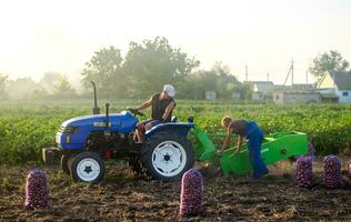 kherson oblast, Ucrania - septiembre 19, 2020 granja trabajadores en un tractor unidades a través de campo y cosechas papas. agricultura y tierras de cultivo agrícola maquinaria. pequeño granjas otoño cosecha campaña. foto