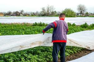 Kherson oblast, Ukraine - May 1, 2021 Farmer removes protective agricultural cover from a potato plantation. Hardening of plants in late spring. Agroindustry, farming. Opening of young potato bushes. photo