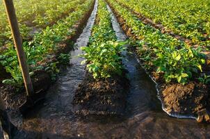 plantación agua fluir control. superficie irrigación de cultivos. agua fluye mediante canales. europeo agricultura. agricultura. agronomía. agroindustria y agroindustria creciente vegetales y alimento. foto