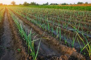 Leek plantation in a farm field. Industrial cultivation and food production. Agricultural subsidies. Agriculture landscape. Agroindustry. Growing vegetables on open ground. Farming and horticulture. photo