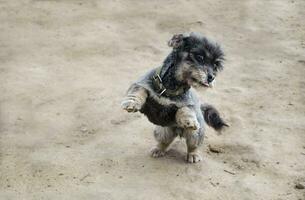 A playful black dog stands on its hind legs. Playing with pets. Care and education. photo