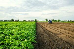 The farmer cultivates half of the field. Harvesting and destruction of tops after harvest. Freeing up the area for a new harvest. Milling soil. Plowing. Loosening surface, land cultivation. Farming photo