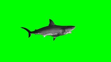 baleia croma chave, baleia verde tela animação, baleia atacante video