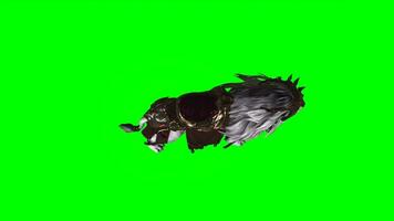 Top view of Transport lion walking and running on green screen, lion chroma key, lioness video