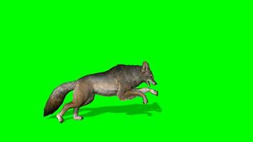Cayote running and howling on green screen animation, chroma key, wolf howling, visual effects, vfx, 3d animation, 4k, hd video