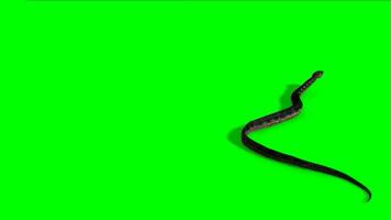 Snake crawling and attacking green screen animation, Snake chroma key video