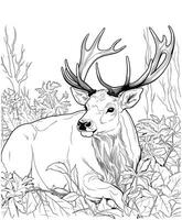 Elk jungle coloring pages vector