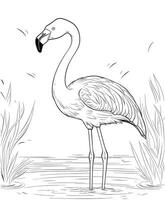 Flamingo coloring page line art for kids vector