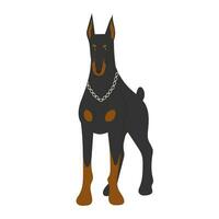 Doberman pinscher dog is standing. Vector illustration isolated on white.