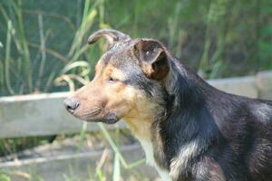 Pack of wild dogs on the street in the village photo