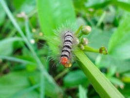 Black-and-white caterpillar feasting on closed green flowers. Nature's simplicity and beauty in action. photo