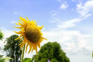 Field of sunflowers with one flower in macro, which dominates the picture. Unusual angle. photo